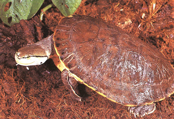 Южноамериканская жабоголовая черепаха
