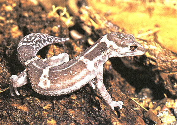 Пещерный геккон с острова Рю-Кю (Риу-Киу)