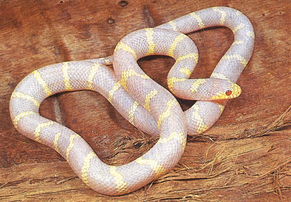 Королевская змея-альбинос