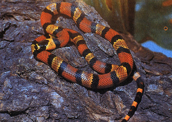 Гондурасская королевская змея