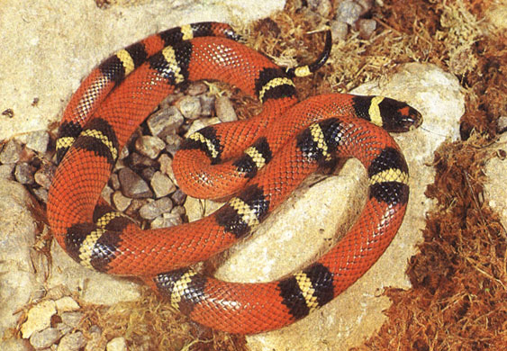 Красная королевская змея из Мексики