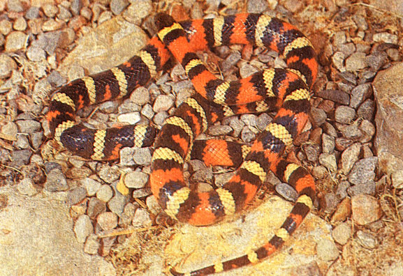 Красная калифорнийская змея