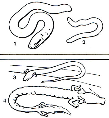  1.    : 1 -   (Siphonops annulatus); 2	-   Schistometopum thomensis; 3 -   (Pseudobranchus striatus); 4 -   (Proteus anguinus)