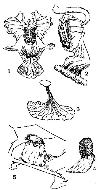 . 22.   : 1  2 -   (Triturus vulgaris); 3 -   (Diemictylus viridescens); 4 -   (Desmognathus fuscus); 5 -   (Eurycea bislineata)