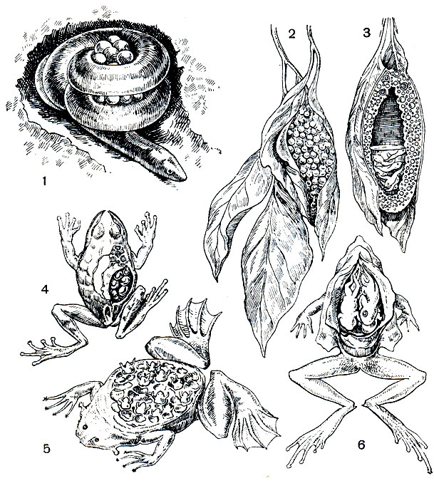 . 23.      : 1 -    (Ichtyophis),    ,   ; 2 -    (Phyllomedusa)  ; 3 -     (Rhacopliorus); 4 -   Gastrotheca marsupiata        ( ); 5 -   (Pipa pipa)      ; 6 -    (Rhinoderma darvini)      