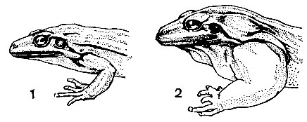 . 26.          Leptodactylus ocellatus: 1 - ; 2 - 