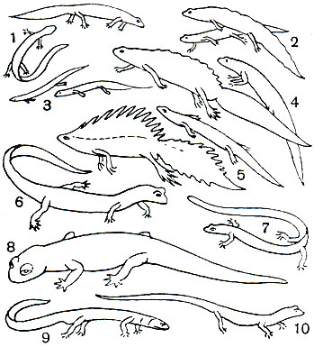 4.  : 1	-   (Triturus alpestris) -   ; 2	-   (Triturus vulgaris) -   ; 3 -   (Triturus montandoni) -   ; 4	-   (Triturus cristatus) -   ; 5	-   (Triturus vittatus) -   ; 6	-   (fianodon sibiricus); 7	-    (Onychodactylus fischeri); 8	-  ,   (Salamandra salamandra); 9	-   (Mertensiella caucasica); 10 -   (Hynobius keyserlingi)