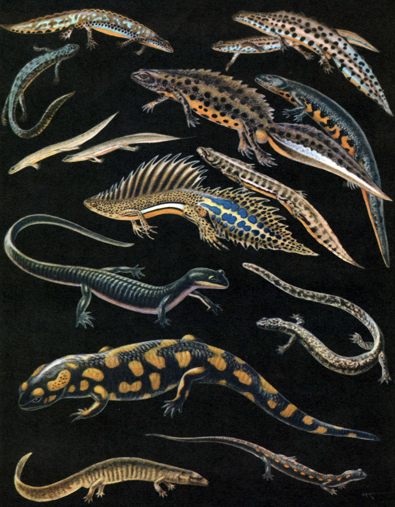  4.  : 1	-   (Triturus alpestris) -   ; 2	-   (Triturus vulgaris) -   ; 3 -   (Triturus montandoni) -   ; 4	-   (Triturus cristatus) -   ; 5	-   (Triturus vittatus) -   ; 6	-   (fianodon sibiricus); 7	-    (Onychodactylus fischeri); 8	-  ,   (Salamandra salamandra); 9	-   (Mertensiella caucasica); 10 -   (Hynobius keyserlingi)
