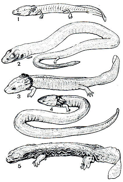 . 32.     : 1 -    (Typhlomolge k rattibuni); 2 -  Amphiuma means; 3 -   Necturus maculosus; 4 -   (Siren lacertina); 5 -  (Cryptobranchus alleghaniensis)