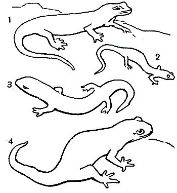  5.  : 1 -    (Plethodon cinereus); 2 -   (Hydromantes gormani); 3 -    (Pseudotriton ruber); 4 -   (Ambystoma opacum)