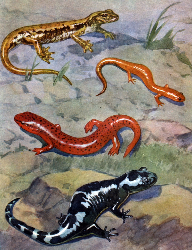 Реферат: Очковая саламандра