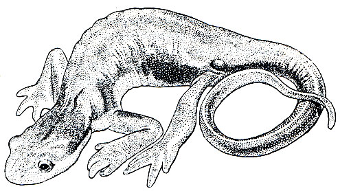 Реферат: Очковая саламандра