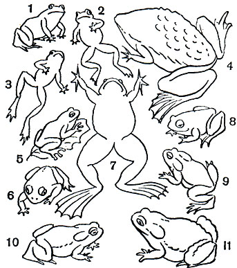  8.  : 1 -   (Bombina orientalis); 2 -   (Bombina bombina); 3 -   (Bombina variegata); 4 -   (Pipa pipa); 5 -   (Hyla arborea); 6 -   (Scaphiopus); 7 -   (Xenopus laevis); 8 -   (Pelobates fuscus); 9 -   (Bufo calamita); 10 -   (Bufo viridis); 11 -   (Bufo bufo)