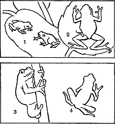  10.  : 1 -   (Dendrobates pumilio); 2 -   (Phyllobates bicolor); 3 -    (Hylambates maculatus); 4 -   (Atelopus cruciger)