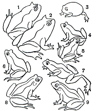  11.  : 1, 2 -   (Ceratophrys cornuta); 3 -   (Breviceps adspersus); 4, 5 -   (Rana terrestris),  -    ; 6	-   (Rana cruenta); 7	-   (Rana temporaria); 8	-   (Rana ridibunda); 9	-   (Rana esculenta)