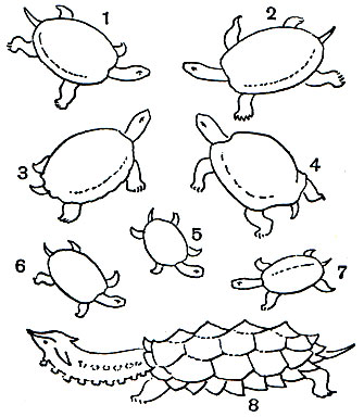  13. : 1 -  (Emys orbicularis); 2 -  (Clemmys caspica); 3 -  (Testudo elegans); 4 -  (Testudo graeca); 5 -   (Chrysemys picta); 6 -  (Pseudemys scripta); 7 -  (Maiaclemys terrapin); 8 -  (Chelus fimbriata)