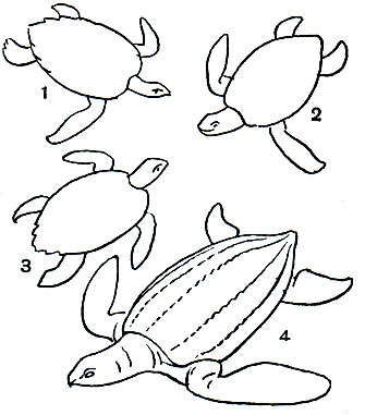  16. : 1 -  (Eretmochelys imbricata); 2 -    (Chelonia mydas); 3 -  (Caretta caretta); 4 -   (Dermochelys coriacea)
