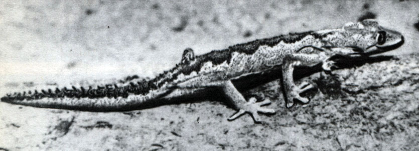  24.    (Diplodactylus spinigerus)
