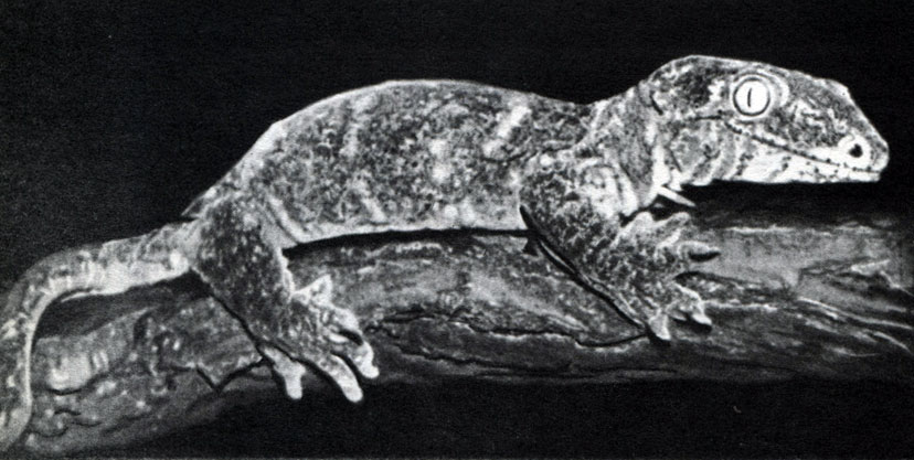  24.   Rhacodactylus leachianus