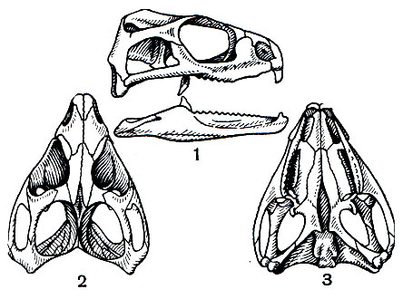 . 105.   (Sphenodon punctatus).   (1),  (2)   (3)