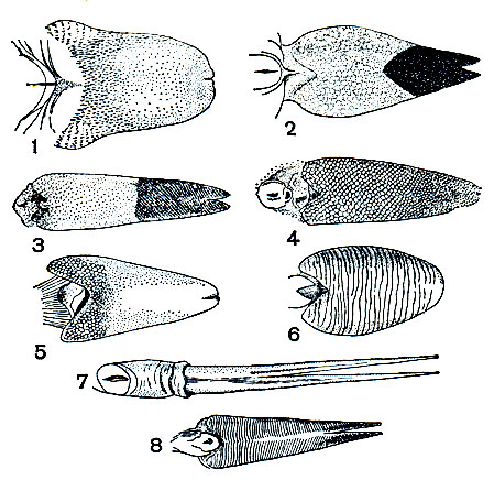 . 110.       : 1 -  (Gekko gecko); 2 - (Ophisaurus); 3 -  (Lialis burtoni); 4 -  (Lygosoma rufescens); 5 -  (Gonocephalus auritus); 6 -  (Dibamus novaeguineae); 7 -  (Varanus salvator); 8 -  (Tachydromus sexlineatus)