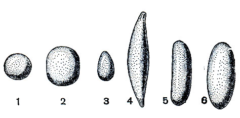 . 118.       : 1 - Gekko gecko; 2 - Ptychozoon homalocephalum; 3 - Draco volans; 4 - Calotes jubatus; 5 - Calotes cristatellus; 6 - Japalura ornata