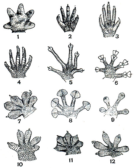 . 120.      ( ): 1 - Chondrodactylus angulifer; 2 - Nephrurus asper; 3 - Crossobamon eversmanni; 4 - Gymnodactylus laevigatas; 5 - Phyllodactylus siamensis; 6 - Calodactylodes aureus; 7 - Gehyra mutilata; 8 - Ptyodactylus homolepis; 9 - Phelsuma andamanense; 10 - Lepidodactylus guppyi; 11 - Ptychozoon; 12 - Gekko gecko