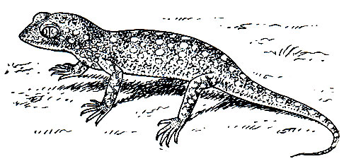 . 126.    (Stenodactylus petrii)