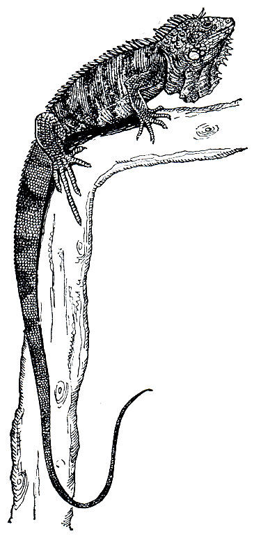 . 138. ,  ,  (Iguana iguana)
