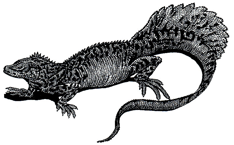 . 153.   (Hydrosaurus amboinensis)