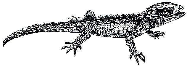 . 155.    (Tribolonotus gracilis)