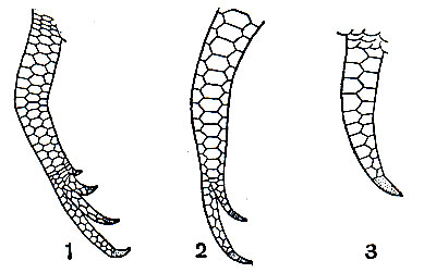 . 157.         Scelotes: 1 - S. limpopoensis; 2 - S. bipes; 3 - S. gronovii