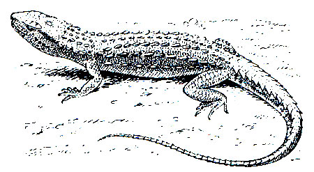 . 185.   (Shinisaurus crocodilurus)