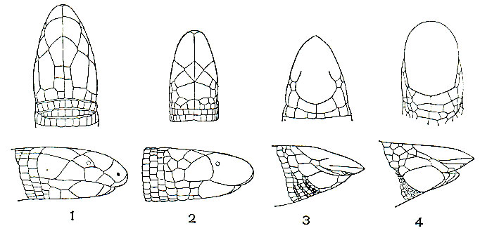 . 190.    (   ): 1 - Amphisbaena violacea; 2 - A. bushbyi; 3 - Monopeltis granti; 4 - Monopeltis habenichti