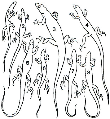  39.     : 1, 2 -    (Lacerta saxicola parvula)     ; 3	-    (Lacerta rudis); 4	-    (Lacerta saxicola lindholmii); 5	-    (Lacerta saxicola nairensis); 6	-    (Lacerta saxicola daghestanica); 7	-    (Lacerta caucasica); 8	-     (Lacerta armeniaca)