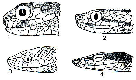. 196.           : 1 - Haplopeltura boa; 2 - Pammodynastes pulverulentus; 3 - Telescopus fallax; 4 - Dryophis prasinus