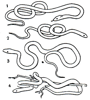  46. : 1 -   (Elaphe schrencki); 2 -    (Natrix tigrina tigrina); 3 -   (Lampropeltis pyromelana); 4 -   (Boiga dendrophila)