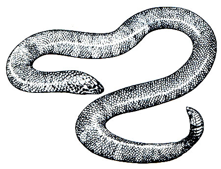 . 213.    (Cylindrophis rufus)