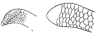 . 217.        :  - Uropeltis ceylonicus;  - Rhinophis oxyrhynchus