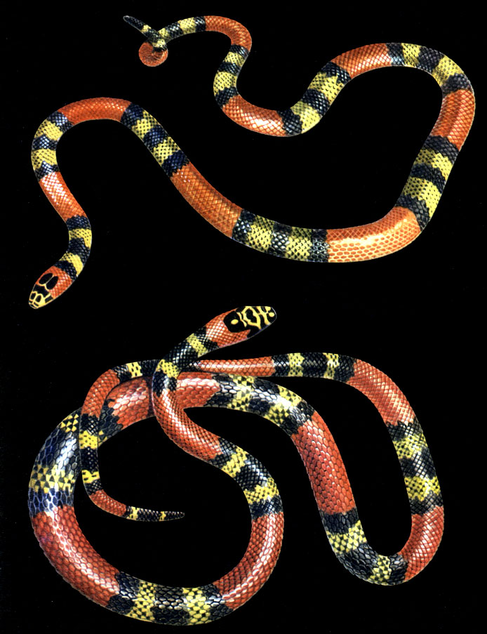 Реферат: Красная цилиндрическая змея