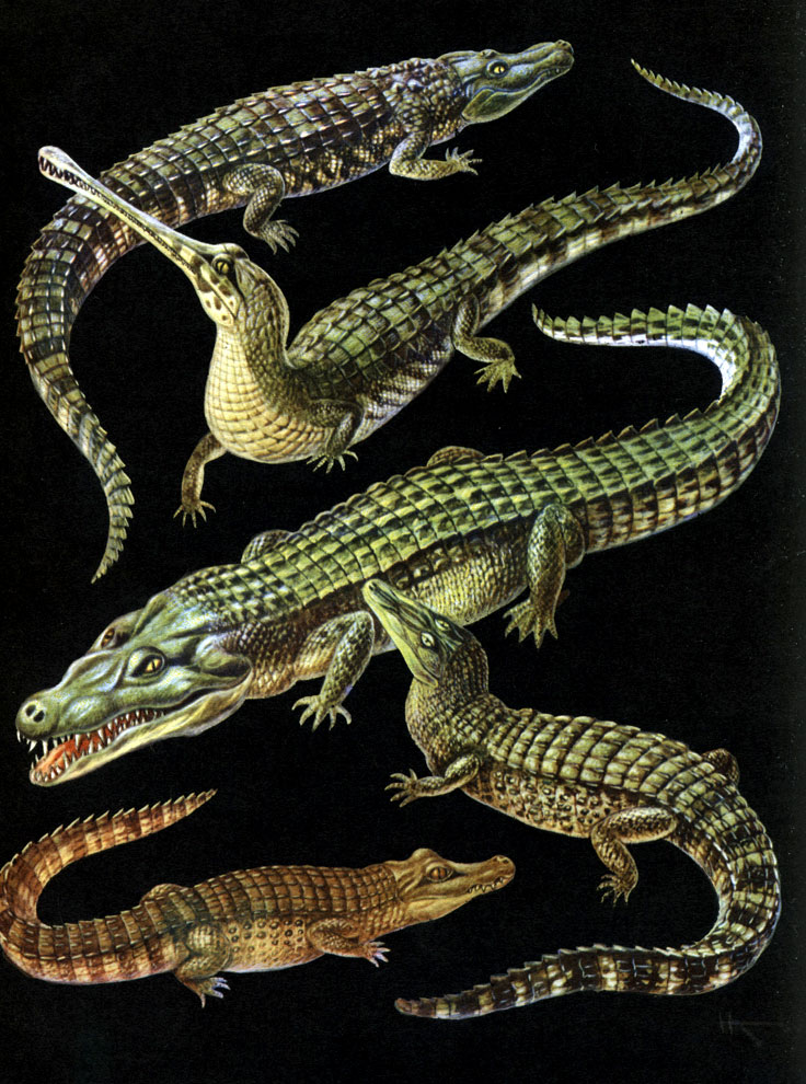  64. : 1 -   (Alligator mississippiensis); 2 -   (Tomistoma schlegeli); 3 -   (Crocodylus niloticus); 4 -   (Osteolaemus tetraspis); 5 -   (Caiman crocodilus)