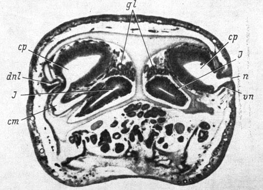 Рис. 9. Поперечный срез органа обоняния Rana temporaria (увел. 40)