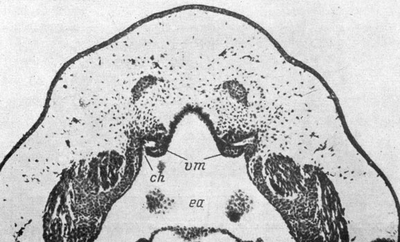 Рис. 13. Фронтальный срез головы личинки Rana esculenta длиной 8.5 мм на уровне закладки хоаны. (Увел. 70)