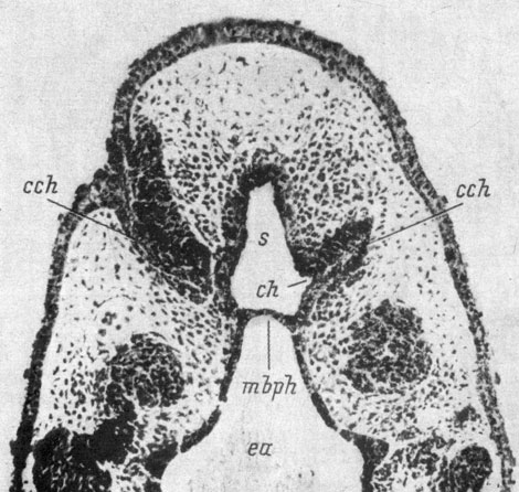 Рис. 14. Фронтальный срез головы личинки Pelobates fuscus длиной 7.5 мм на уровне соединения хоанального выроста с ротовым впячиванием. (Увел. 105)