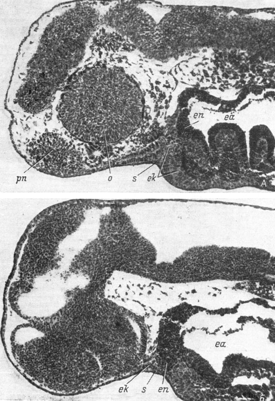 Рис. 22. Сагиттальные срезы (латеральный - А и медианный - Б) головы эмбриона Hynobius keyserlingii длиной 6 мм. (Увел. 76)