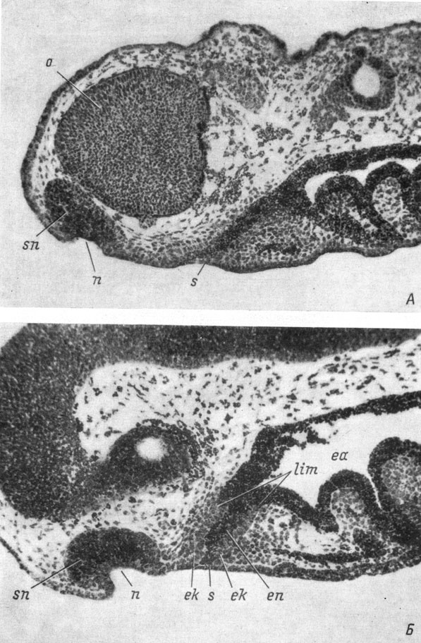 Рис. 24. Сагиттальные срезы головы эмбрионов Hynubius keyserlingii длиной 8.5 мм (А) и Ranodon sibiricus длиной 13 мм (Б). (Увел. 76)