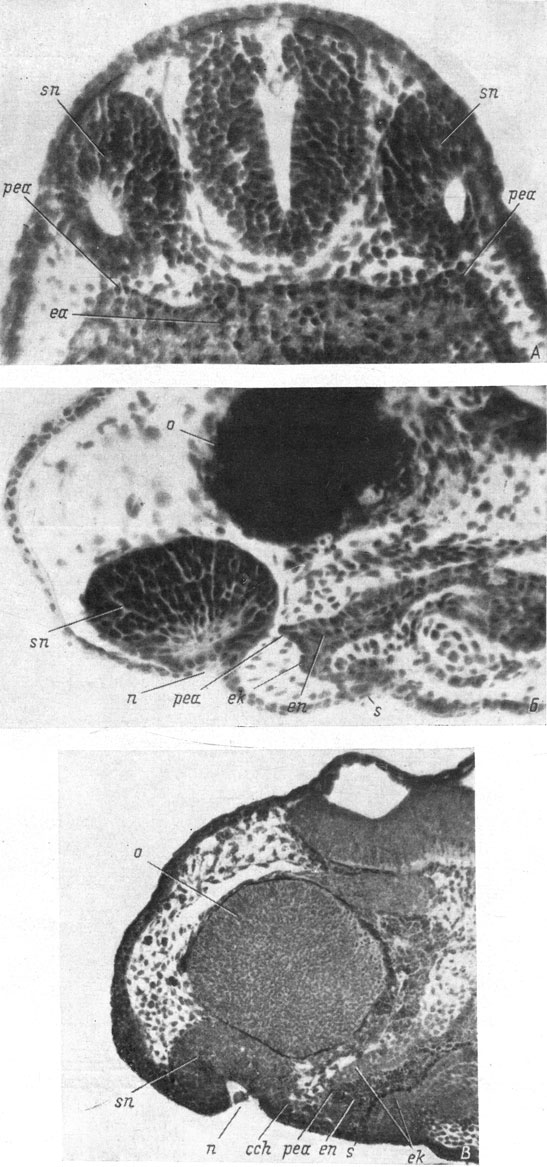 Рис. 25. Фронтальный срез головы эмбриона Triton taeniatus длиной 7.5 мм (А, увел. 160) и сагиттальные срезы головы эмбрионов Т. taeniatus длиной 8 мм (Б, увел. 160) и Ranodon sibiricus длиной 14 мм (В, увел. 76)
