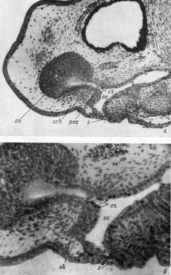 Рис. 27. Сагиттальный срез головы личинки Ranodon sibiricus длиной 18 - 19 мм (Л, увел. 80) и его деталь (Б, увел. 160)