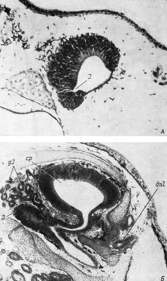 Рис. 32. Поперечные срезы через правый орган обоняния личинок Rana esculenta длиной 10.5 мм (А, увел. 170) и R. temporaria длиной 36 мм (Б, увел. 80)