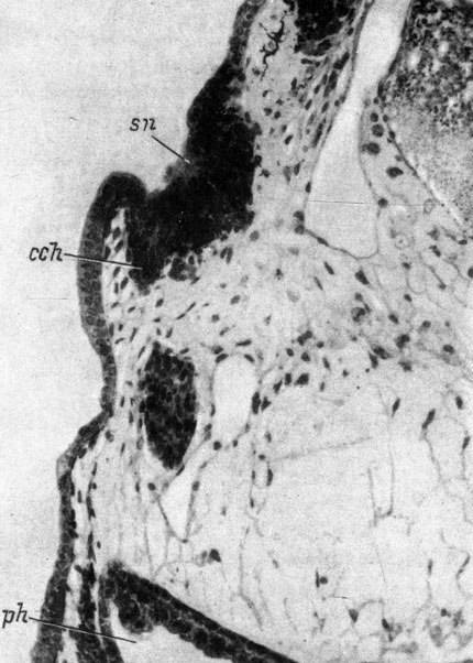 Рис. 36. Поперечный срез через обонятельный мешок, пересаженный в область слухового пузырька, у личинки Ranodon sibiricus длиной 16.5 мм. (Увел. 100)
